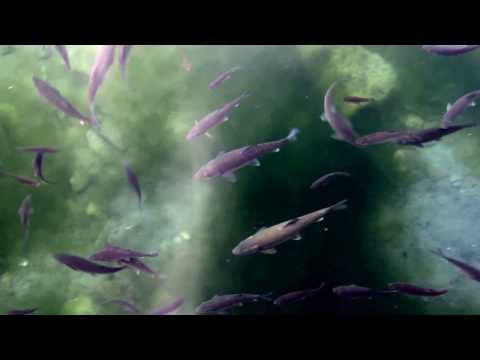 Fishes swimming at the Balneario Termas Pallarés in Alhama de Aragón Spain.