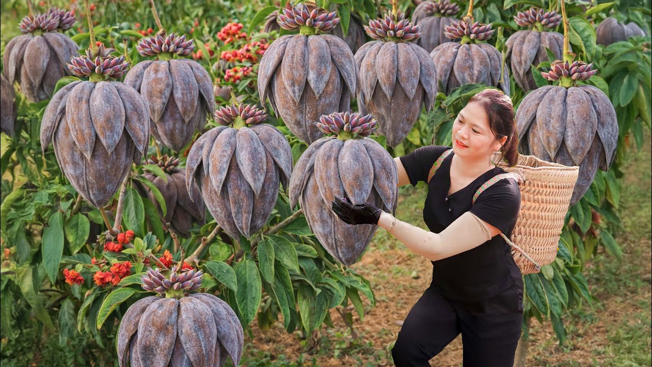 Harvesting Rare Wild Bananas | Ancient Forest Recipe That Sold Out Instantly