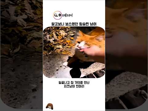 알보고니 지역 보스였던 치즈냥이 thumbnail