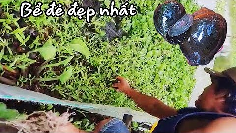 CÁI VÈO NUÔI VÀ GIÁ THỂ ĐỂ CHO ỐC ĐẺ ĐẸP NHẤT TỪ TRƯỚC ĐẾN NAY MỚI THẤY