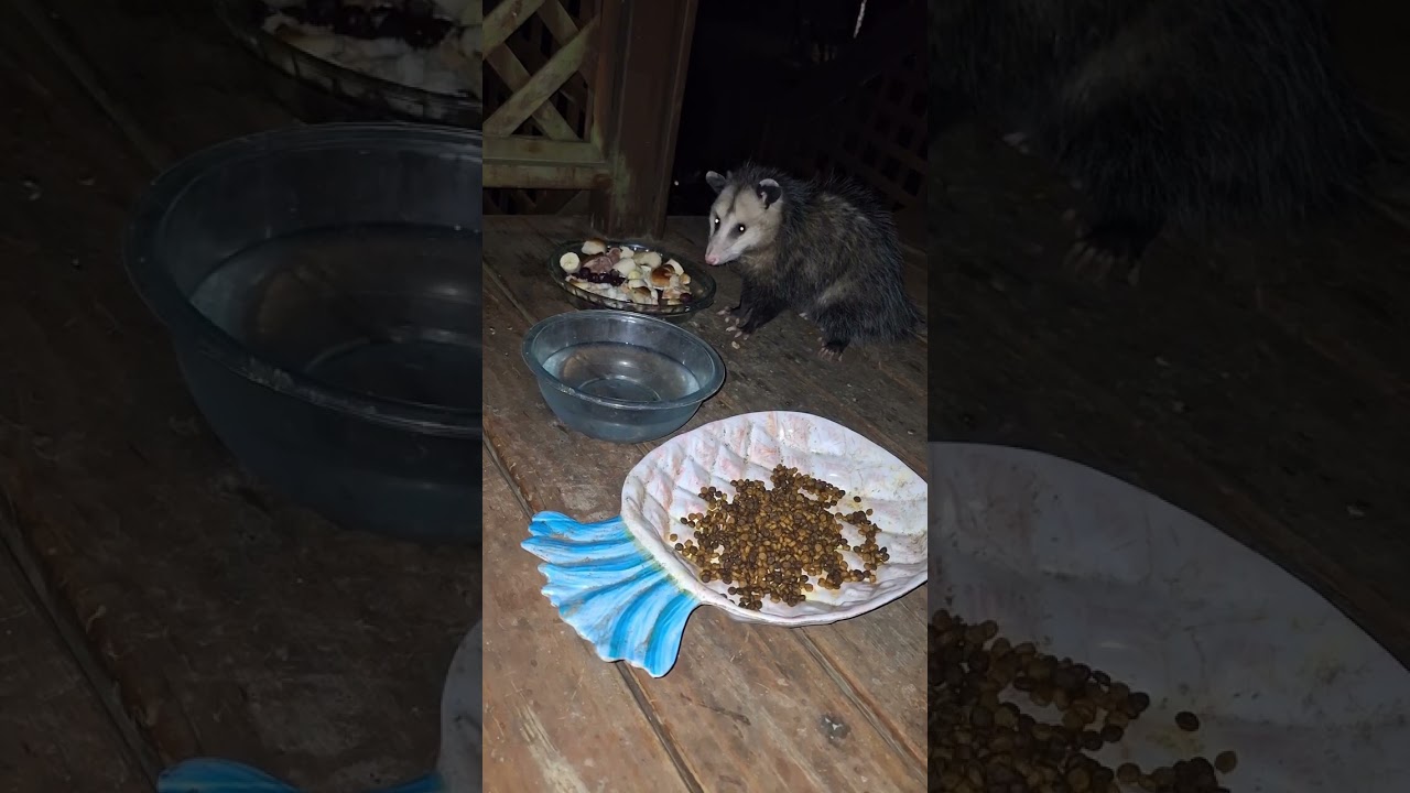 Opossum Eats A Calzone Skitty Stalks Full Video 