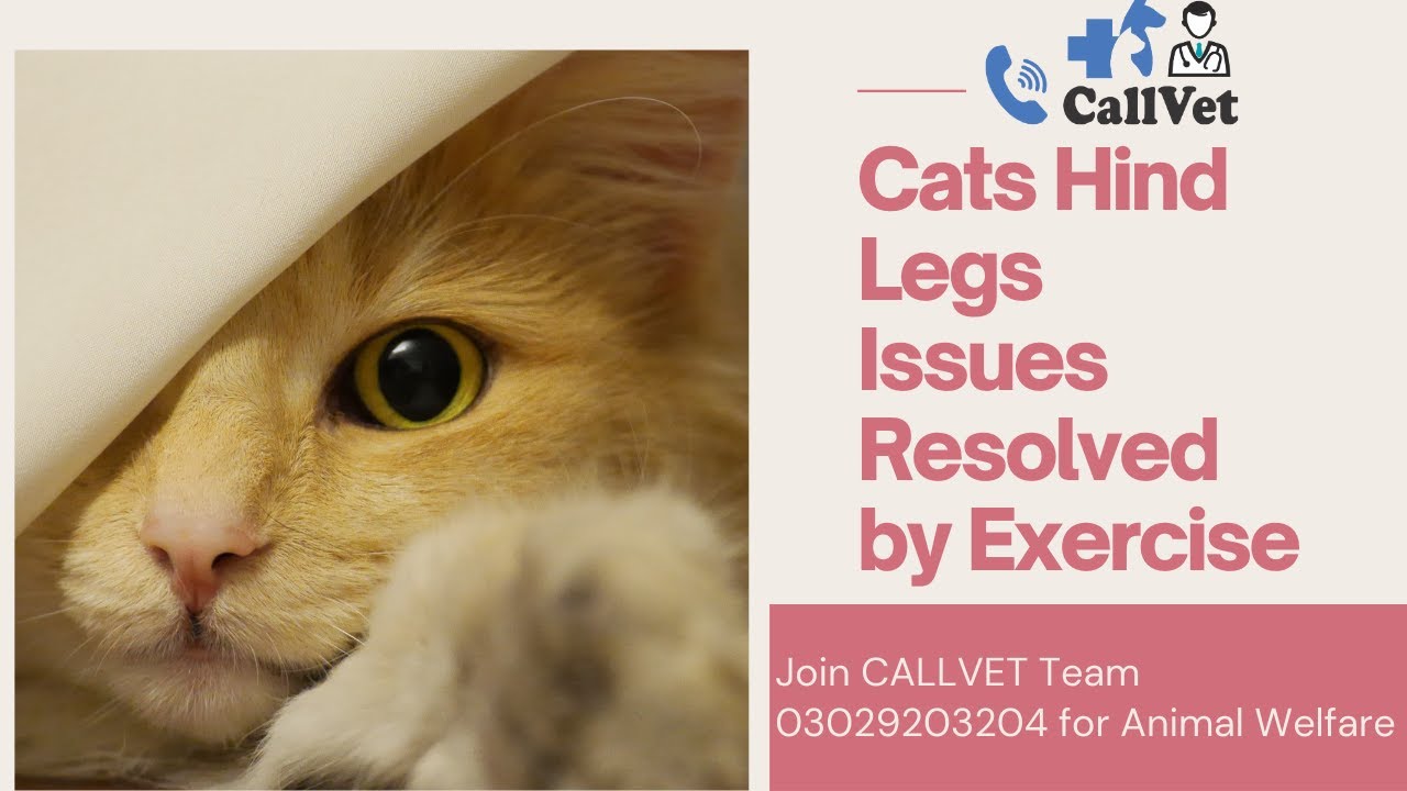 Cats Hind Legs Issues and its Exercise to Recover Dr Abdul Waheed Fatim CALLVET Team YouTube