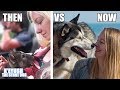 My Husky: Puppy Vs Adult Cute Funny Comparison
