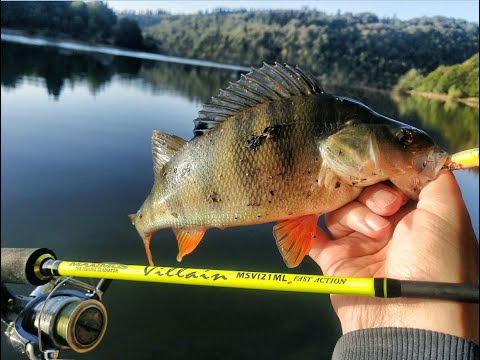 შაორის ქორჭილა სპინინგით  Maximus Villain 21ML და ვობლერზე Kosadaka Ion XS70