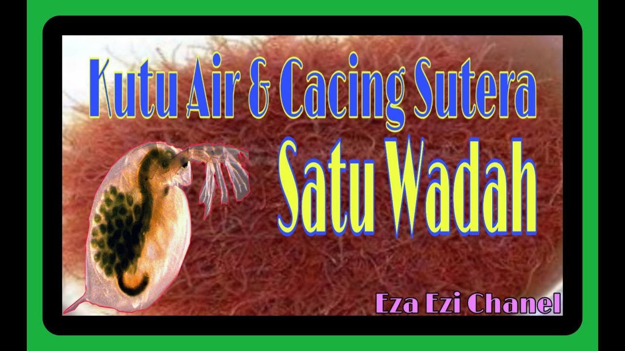 Budidaya Kutu Air dan Cacing Sutera dalam satu wadah 