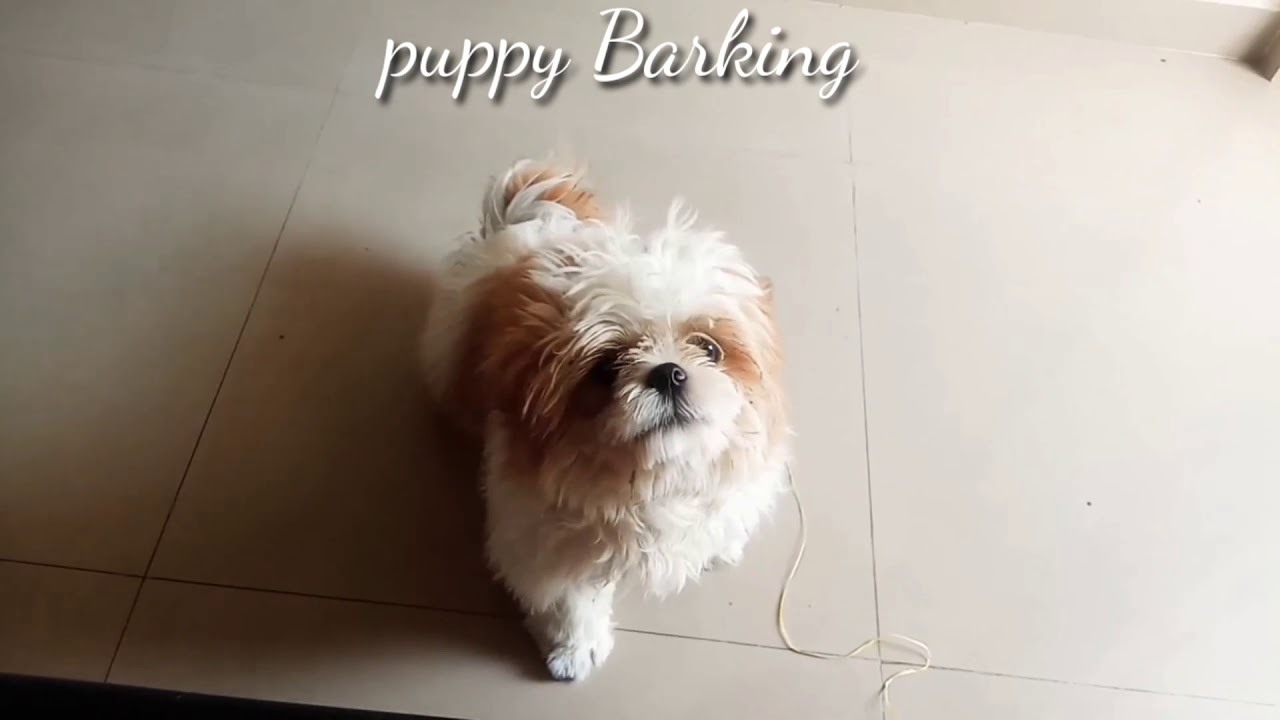 Shih Tzu dog barking sound Shih Tzu puppy YouTube