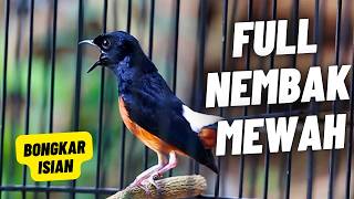 MURAI BATU GACOR FULL ISIAN TEMBAKAN MEWAH AMPUH UNTUK MELATIH MURAI BATU AGAR BONGKAR ISIAN MURAI BATU GACOR FULL ISIAN TEMBAKAN MEWAH AMPUH UNTUK MELATIH MURAI BATU AGAR BONGKAR ISIAN