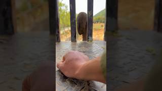 What a huge snake came to James's 🏠 🥵 ll Carriage House wooden artist ll #cartoon #shortvideo
