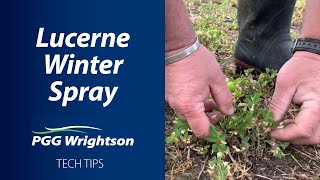Lucerne Winter Spray | PGG Wrightson Tech Tips