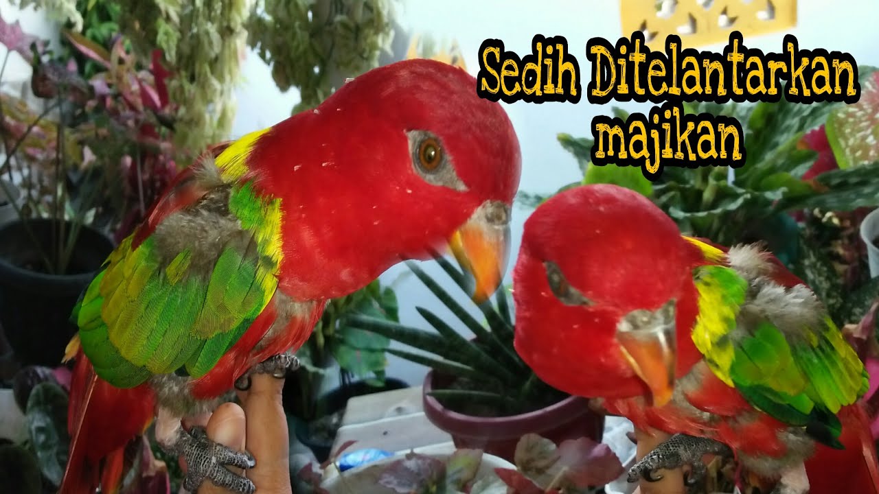 REAKSI BURUNG NURI SETELAH SEKIAN LAMA TIDAK JUMPA MAJIKAN 
