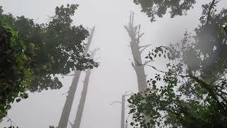 Cape Parrots - Misty Forest days