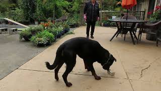 1-Oct-2026 - Heizelwood Winter - working on scent discrimination required for CKC Utility Dog