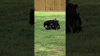 Rayvn Dominating Prime !! #dogplaying #viralshort  #migos