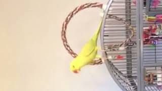# my cute cousin his parrot she so cute she a indian ringneck parrot
