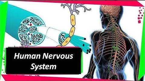 Nervous System Part 2 – Human Nerves, Nervous System and How it works