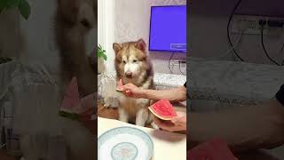 The Big Piece of Watermelon are the Best #shorts #alaskanmalamute #dog