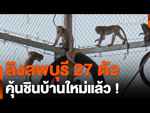 ลิงลพบุรี 27 ตัว คุ้นชินบ้านใหม่แล้ว ! 