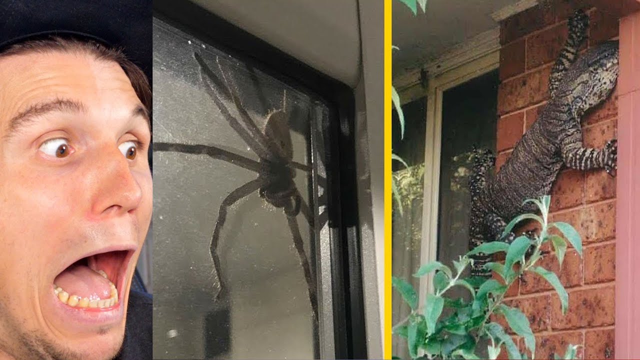 Paluten REAGIERT auf 10 Gruselige Tiere die in Häusern gefunden wurden