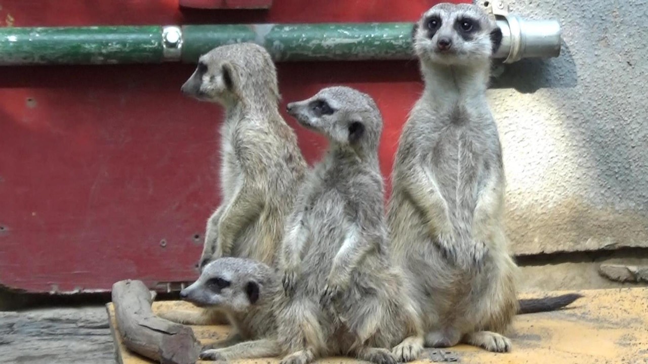 Cute meerkat family #218 ミーアキャット家族の日常 【Cute animal