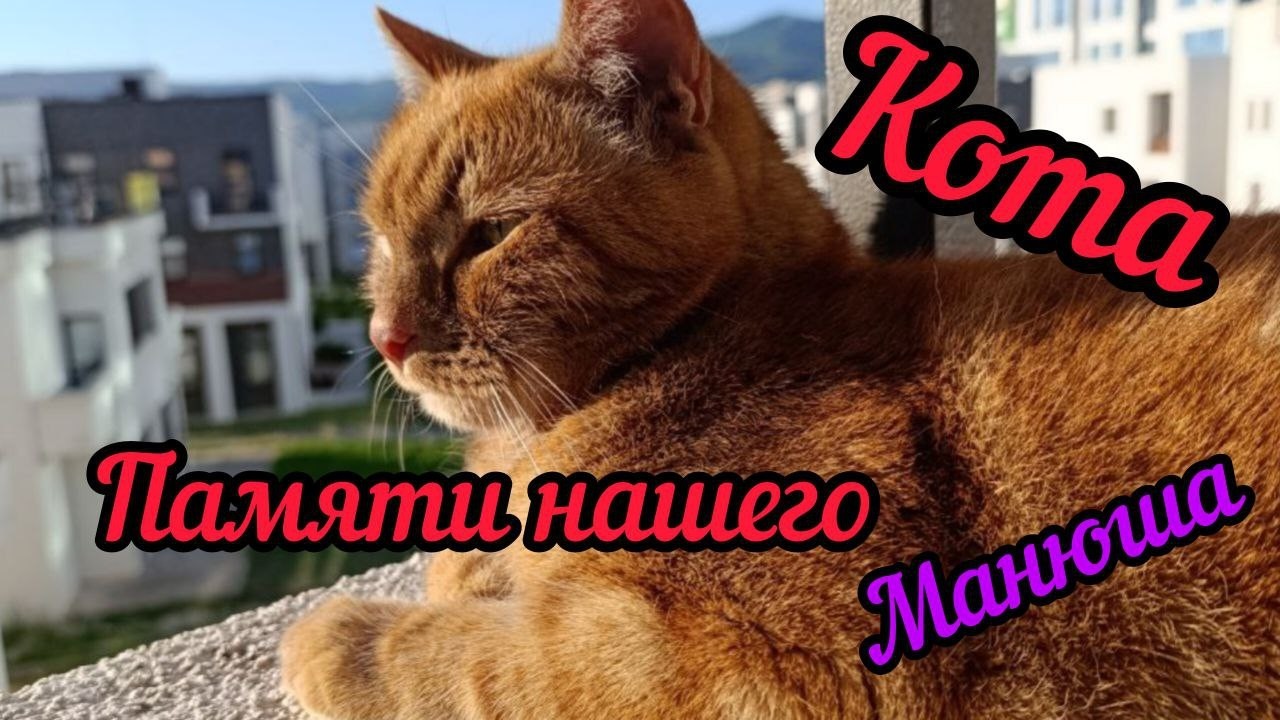 ПАМЯТИ НАШЕГО КОТА ПОСВЯЩАЕТСЯ. СКУЧАЕМ И ЛЮБИМ. 16 ЛЕТ С НАМИ.