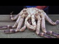 King Crab. Norway.