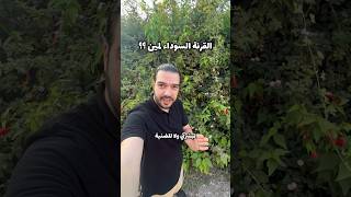 شو بتعرفو عن القرنة السوداء اعلى نقطة بلبنان ؟ ??