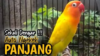 Masteran burung Lovebird,suara burung Lovebird ngekek panjang