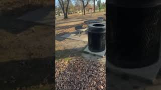 Tiptoe running at the park. #fyp #pitbullmix #dogshorts #lexis&amp;tiptoe