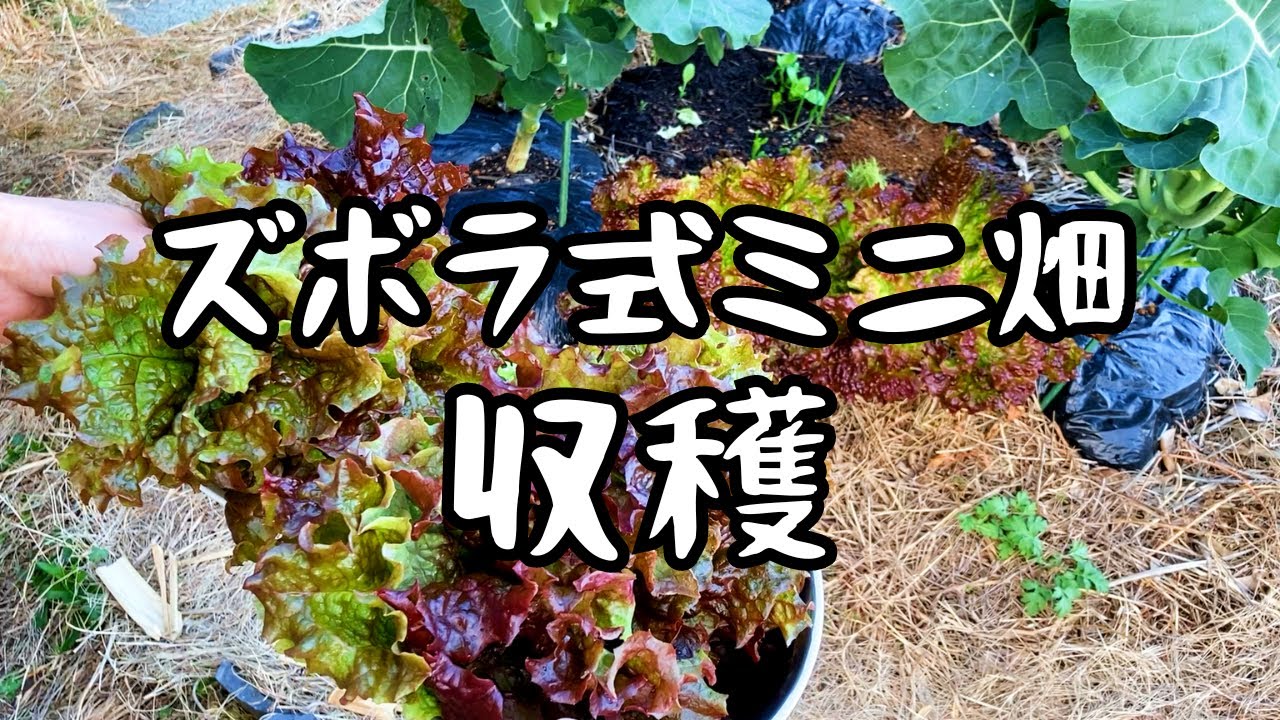 サニーレタス苗 20本 栽培期間中農薬不使用 超簡単！】サニーレタス栽培 美味しく育てる4つのテクニック|サニー