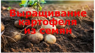 Выращивание картофеля из семян. Высадка картофеля в грунт!