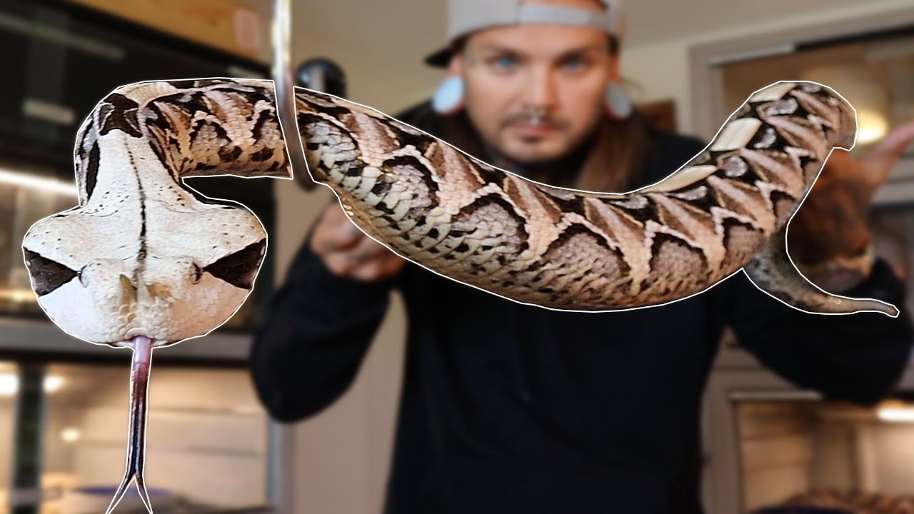 My Big Beautiful Gaboon Viper Tyler Nolan YouTube My Big Beautiful Gaboon Viper Tyler Nolan YouTube