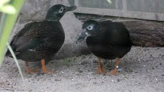 Laysan Duck 4K
