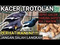 FAHAMI INI!!! CARA MERAWAT BURUNG KACER TROTOLAN BIAR CEPAT GACOR - KACER TARUNG NGOTOT