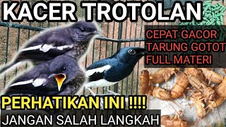 FAHAMI INI!!! CARA MERAWAT BURUNG KACER TROTOLAN BIAR CEPAT GACOR - KACER TARUNG NGOTOT