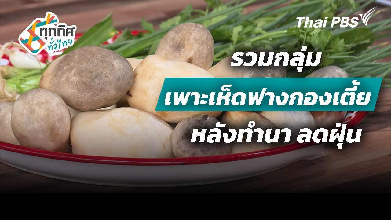 รวมกลุ่มเพาะเห็ดฟางกองเตี้ยหลังทำนา | ทุกทิศทั่วไทย