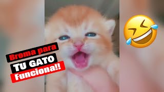 Maullidos de GATOS 🐈 atrae a tu gato - sonidos fuertes, pruébalo!! by Guppy Lovers 466 views 10 months ago 1 minute, 37 seconds