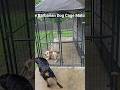 The Barbarian Dog Cage Match !! #migos #dogplaying #viralshort