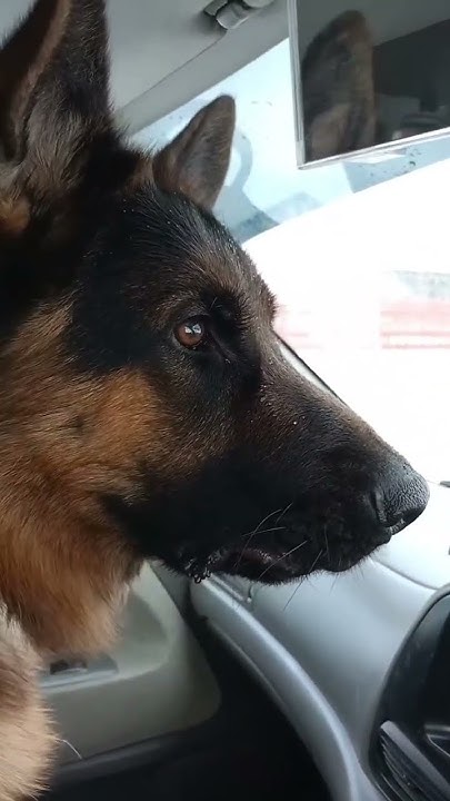 немец Росинка#germanshepherd #собака #dog - YouTube