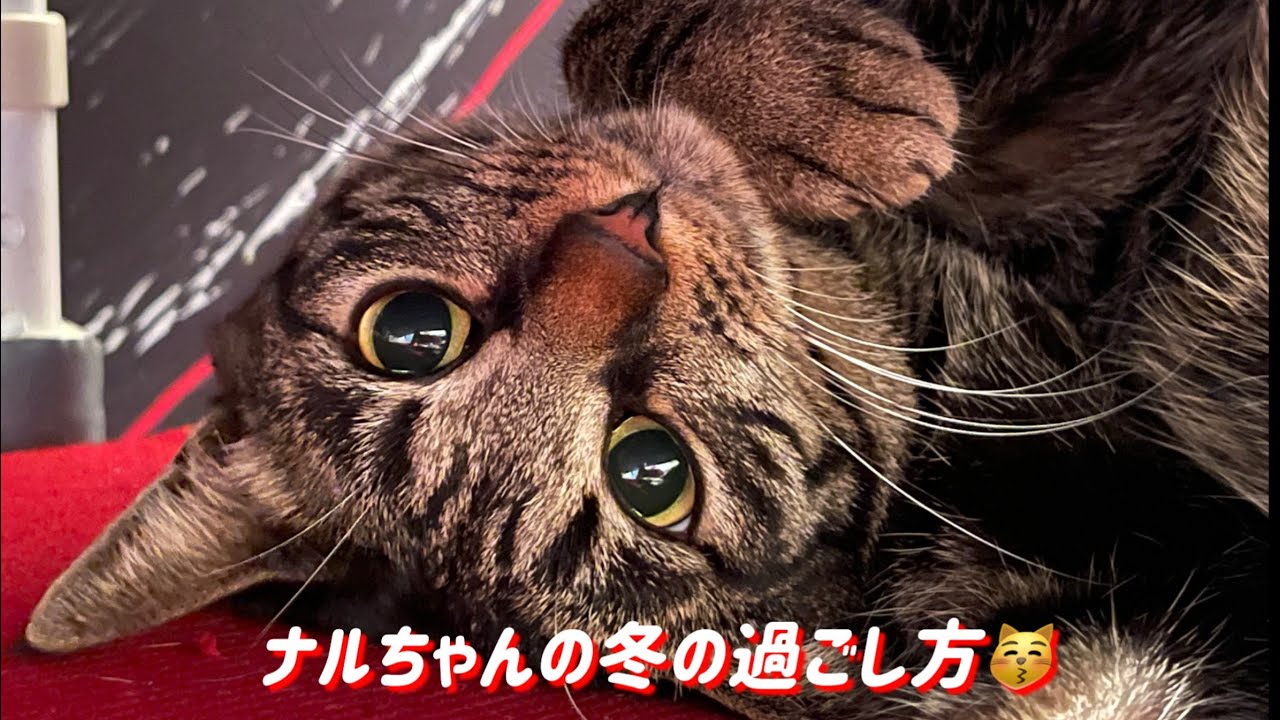 ナルちゃんの冬の過ごし方の紹介です。