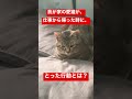 【保護猫】愛猫が、飼い主の帰宅後にとった行動とは? #Shorts 『保護猫るるららティティ物語』