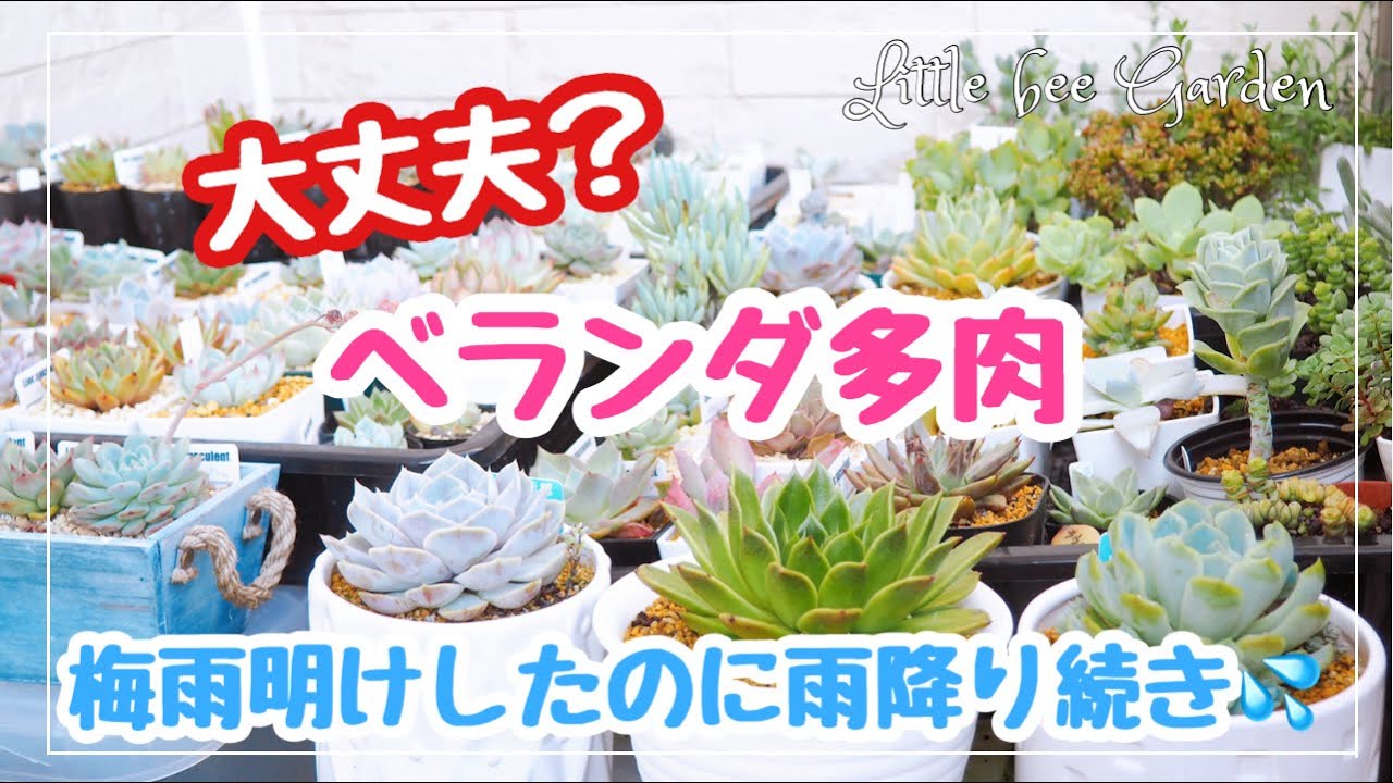 多肉植物 ベランダ多肉 梅雨明け後のジュレが気になるんです ガーデニング Youtube