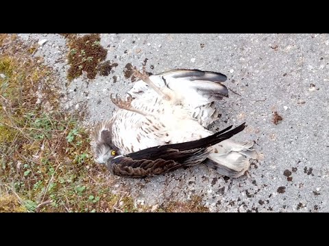 Δασαρχείο Ιωαννίνων, εθνικό
