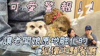 【台北美食】超獴警報來襲店員直接在客人身上睡著也太Chill狐獴主題餐廳開箱|店裡有隻貓