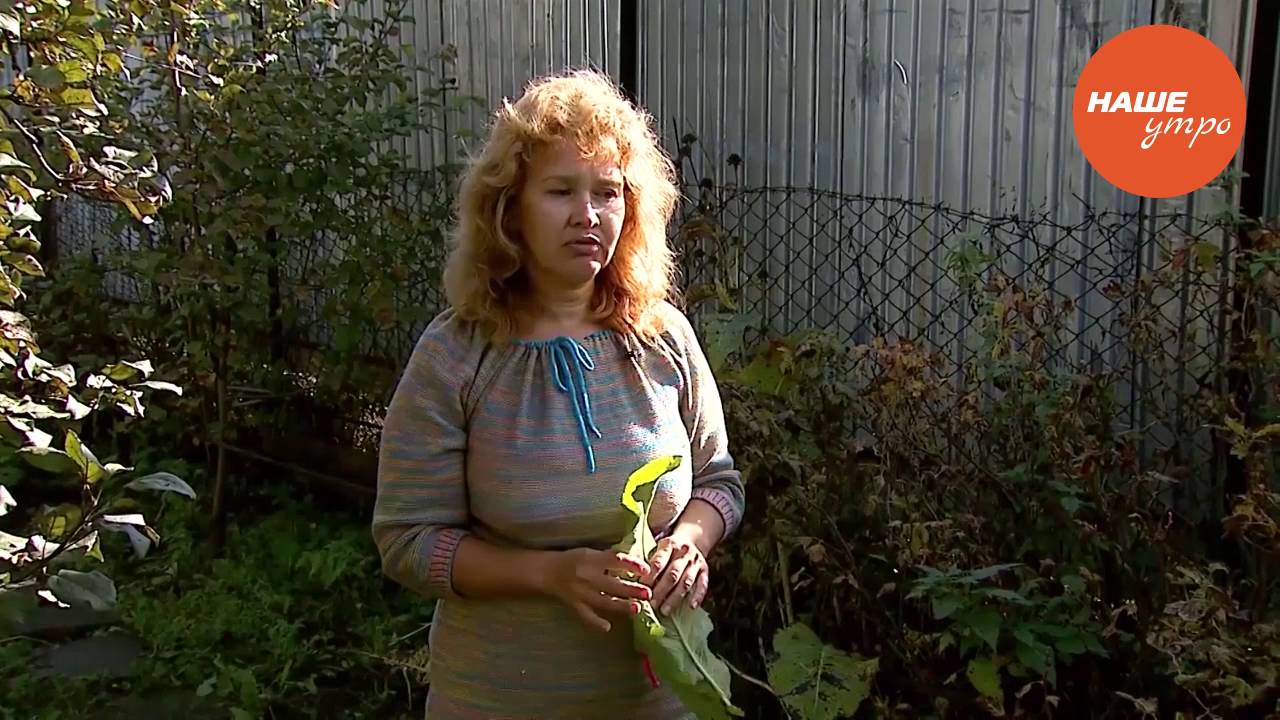 Трава девясил – что в ней такого