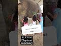 best elephant sanctuary in Jaipur. #jaipur #elephant #elephantsanctuary #animals #elephantpark #love