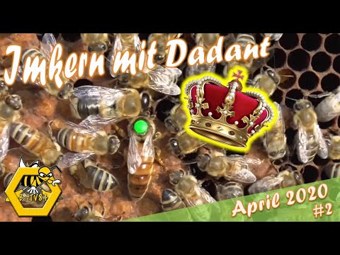 April 2020 - Zweiter Honigraum ? Durchsicht und Kontrolle - Imkern mit Dadant