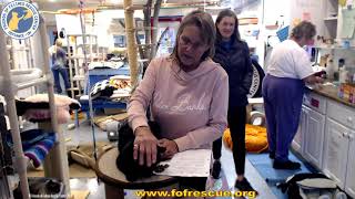 Adoption of Princess Tiger Lily. 11/23/21.  Friends of Felines Rescue Center (FFRC)