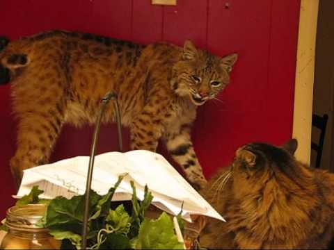 The Scary Sounds that a Wild Bobcat makes. Rarely heard ...
