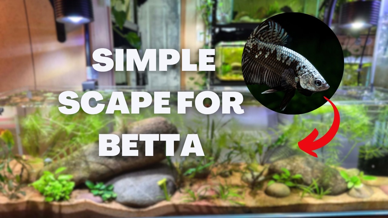 Fish tank setup for Betta Fish