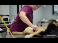 Spay/Neuter Patient Care: Patient Prep - Canine